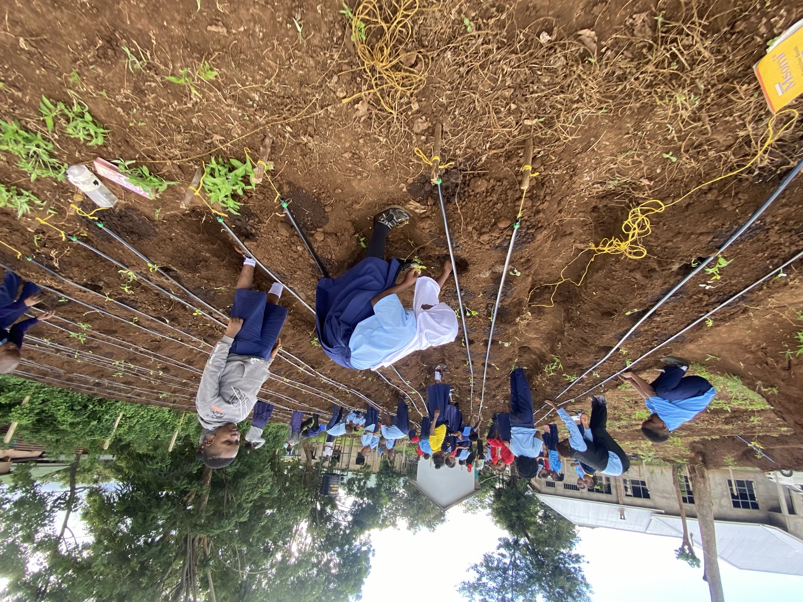 Students planting seedlings along drip-irrigation lines at Kibo School