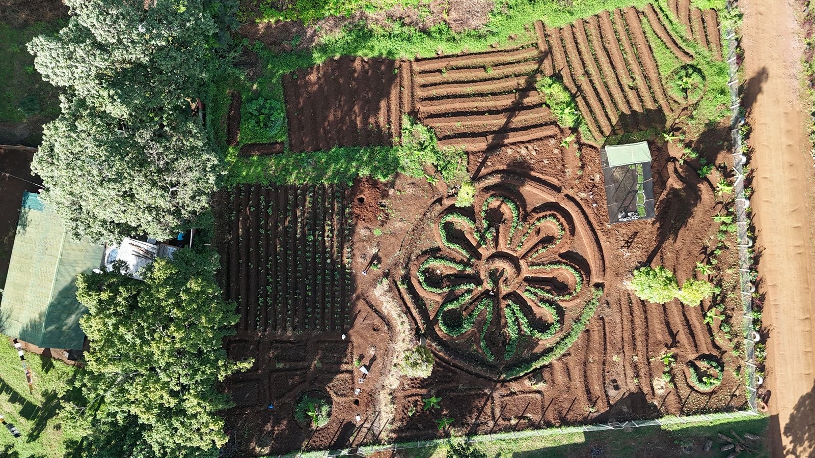 Aerial view of a mandala-shaped keyhole garden surrounded by cultivated rows