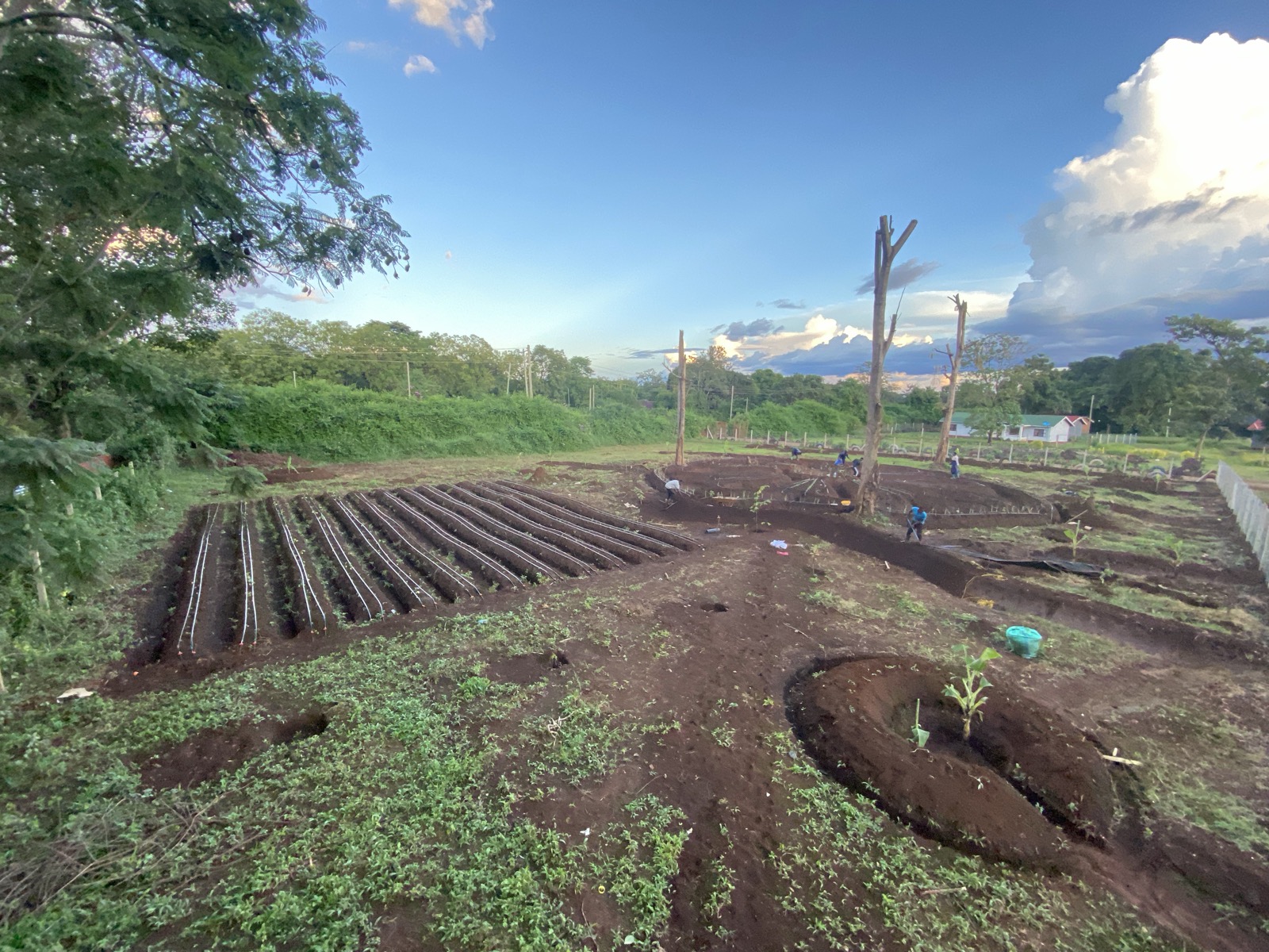 Wide view of the Kibo School garden site at golden hour, showing rows of drip-irrigated beds and new earthworks