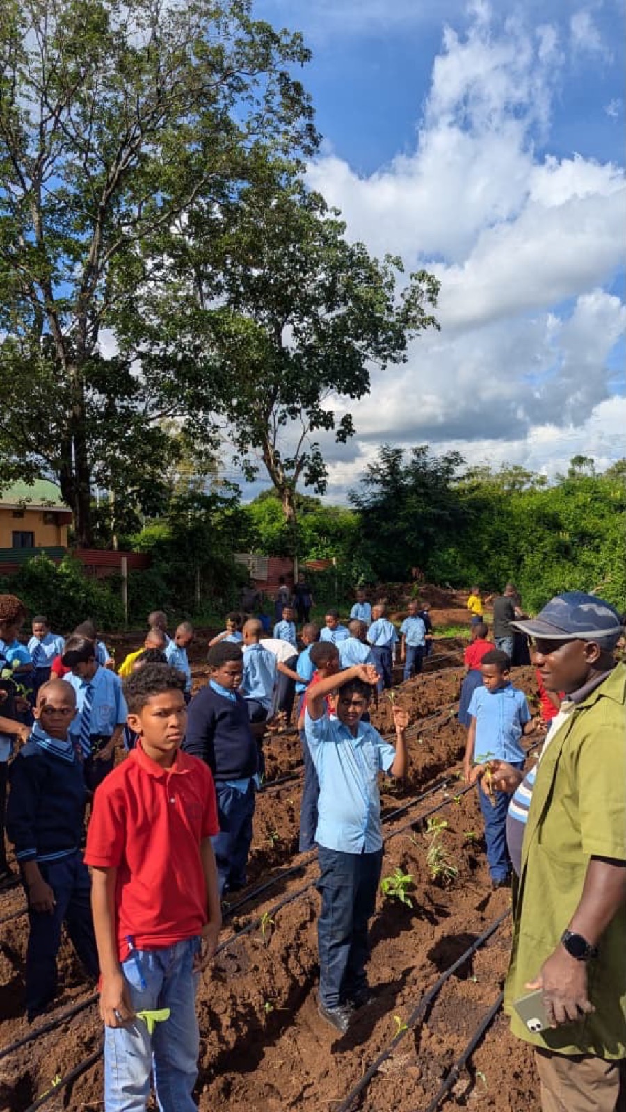 A large group of schoolchildren in uniform planting seedlings together along drip-irrigation lines
